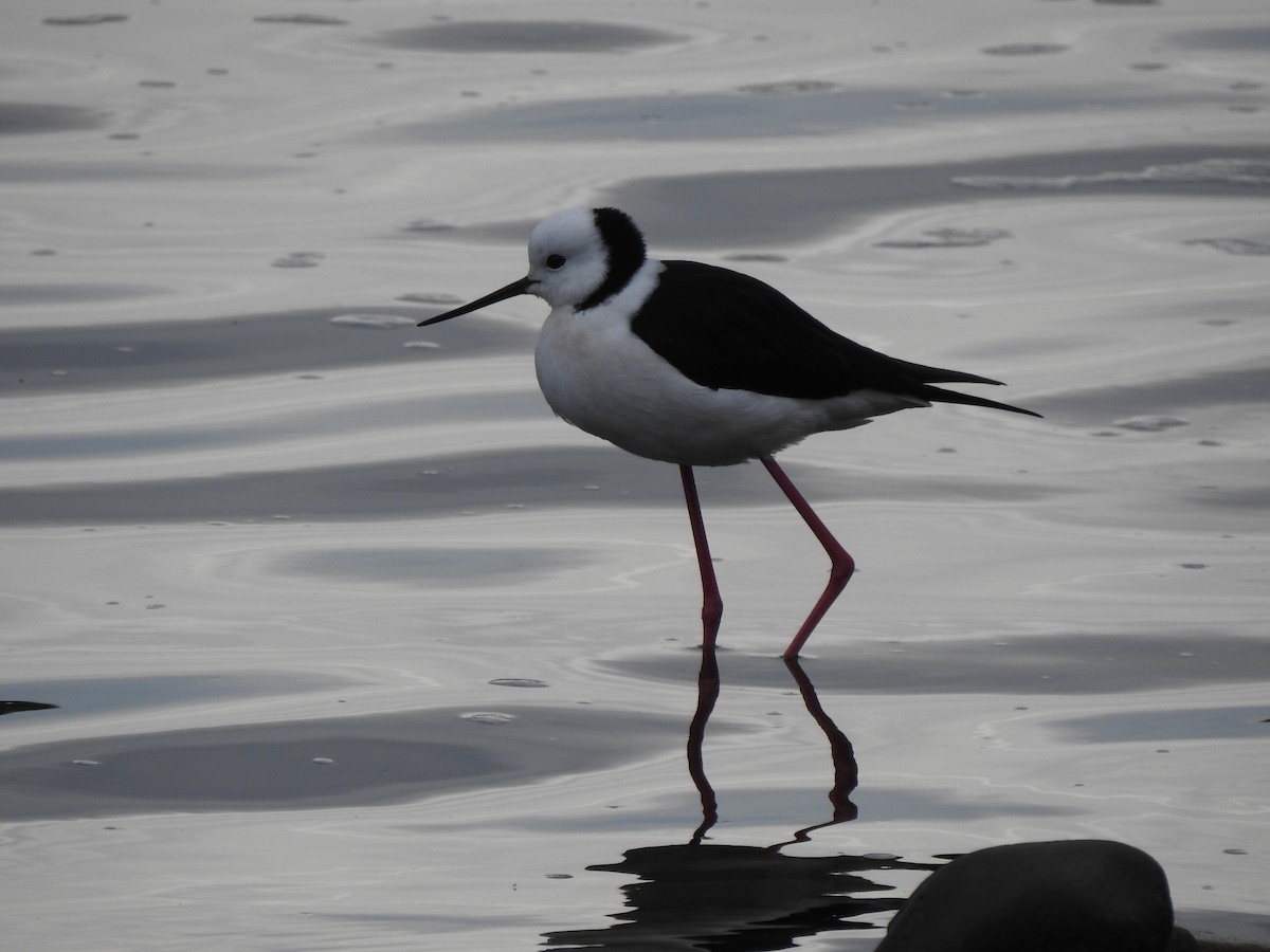 Pied Stilt - ML579917591