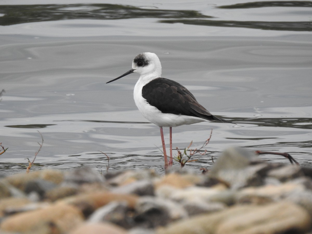 Pied Stilt - ML579917601