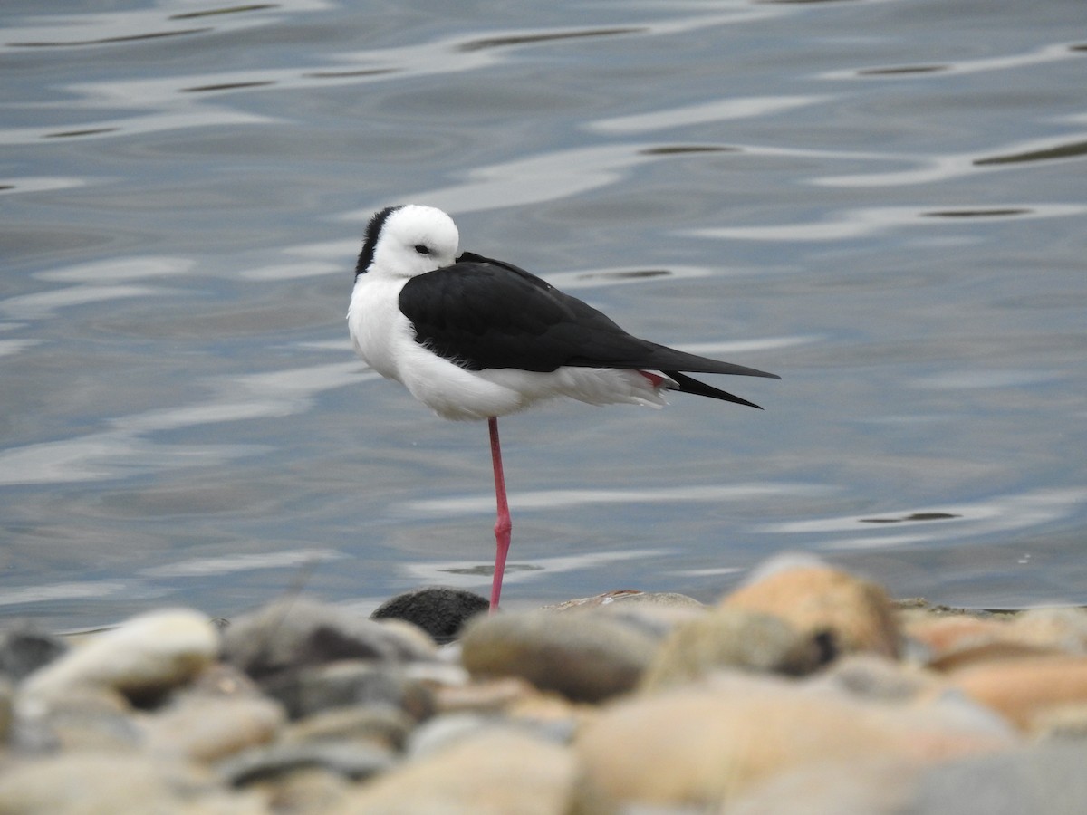 Pied Stilt - ML579917611