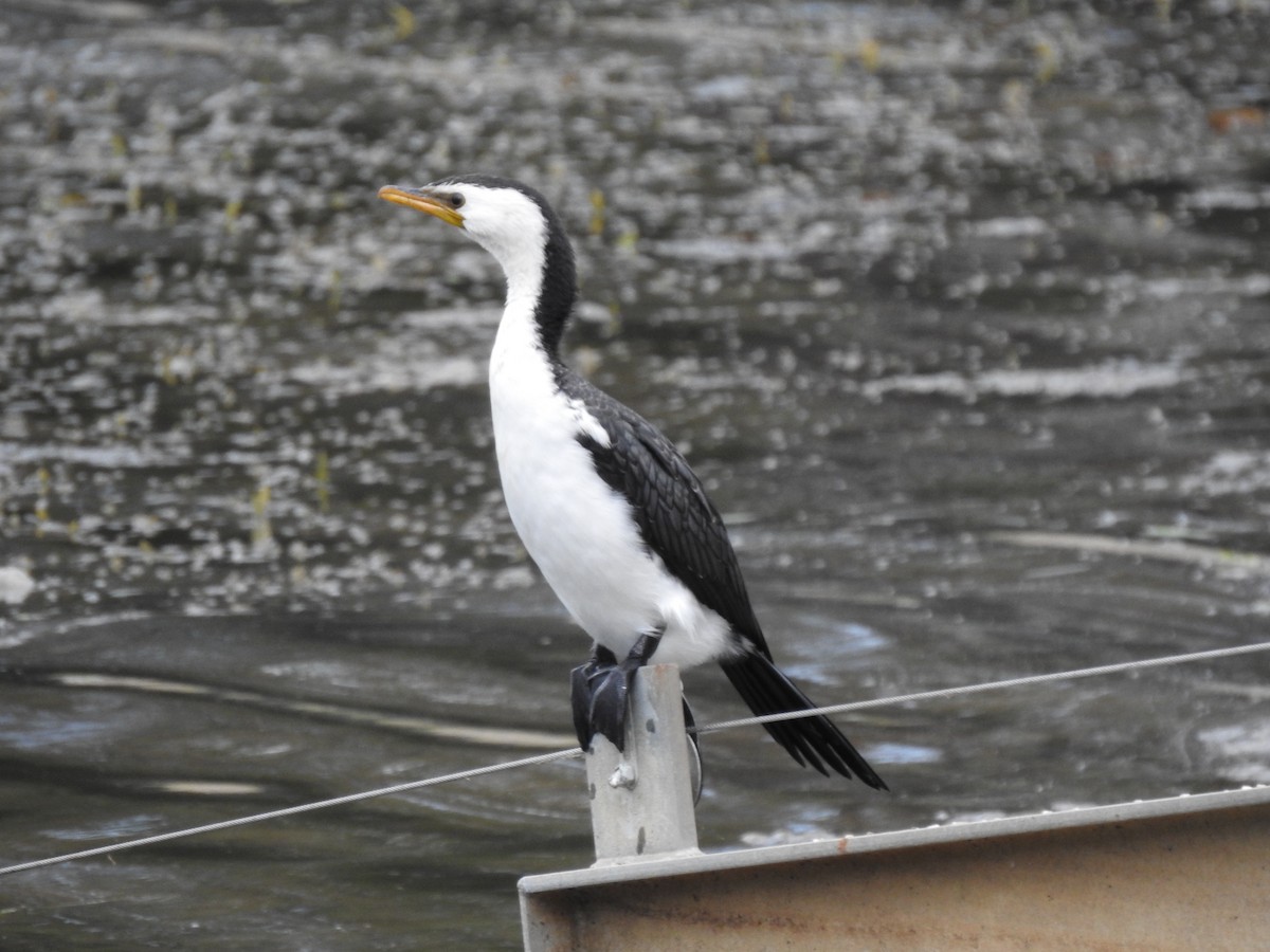 Little Pied Cormorant - ML579917741