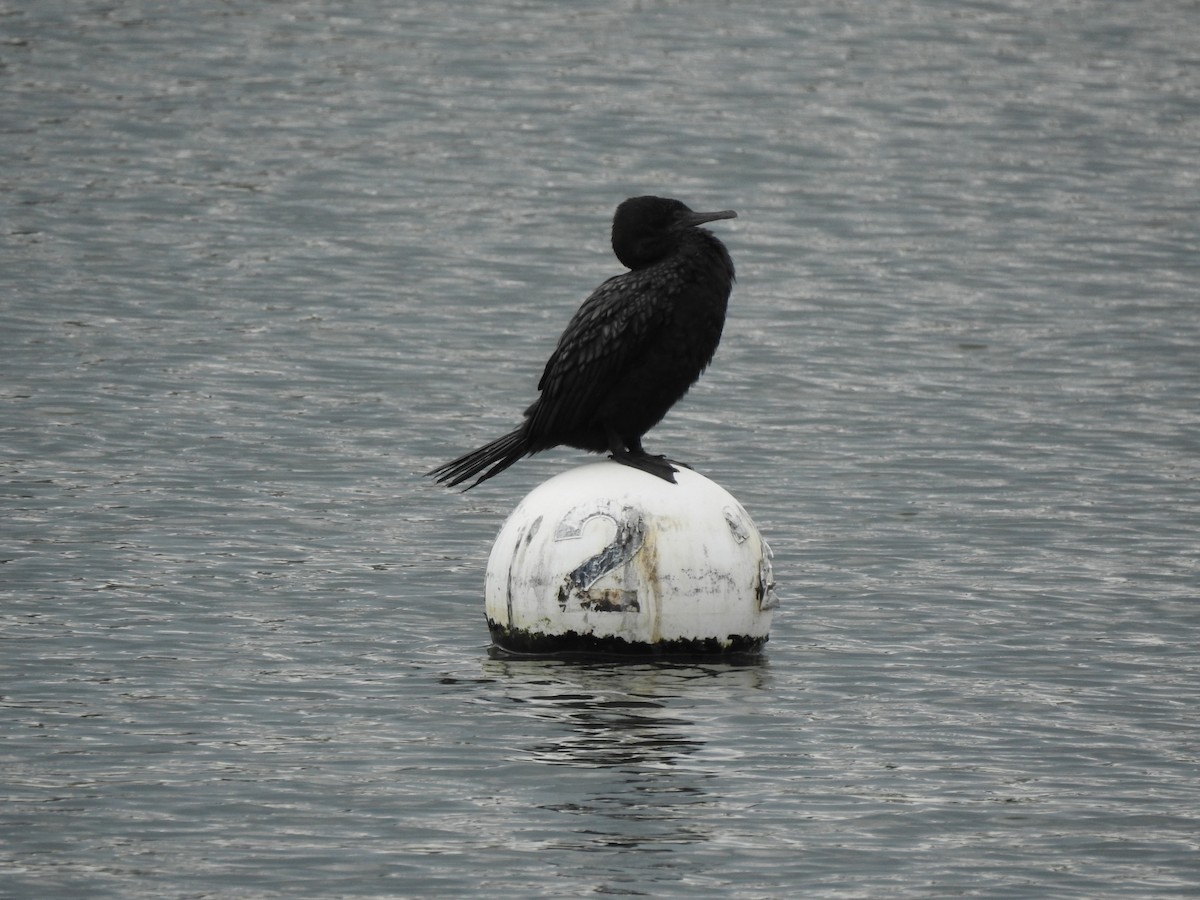 Little Black Cormorant - ML579917771