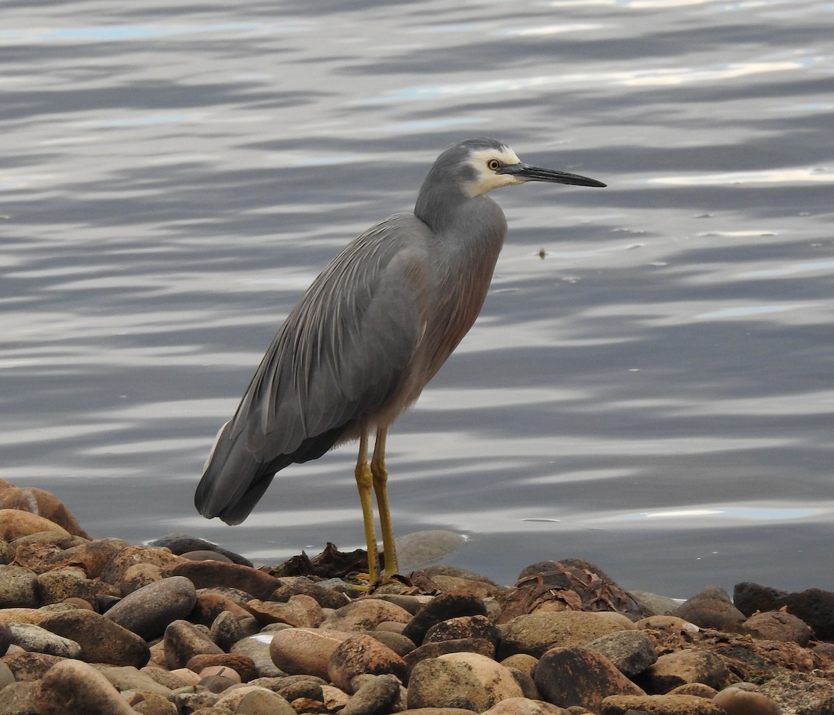 White-faced Heron - Andrejs Medenis