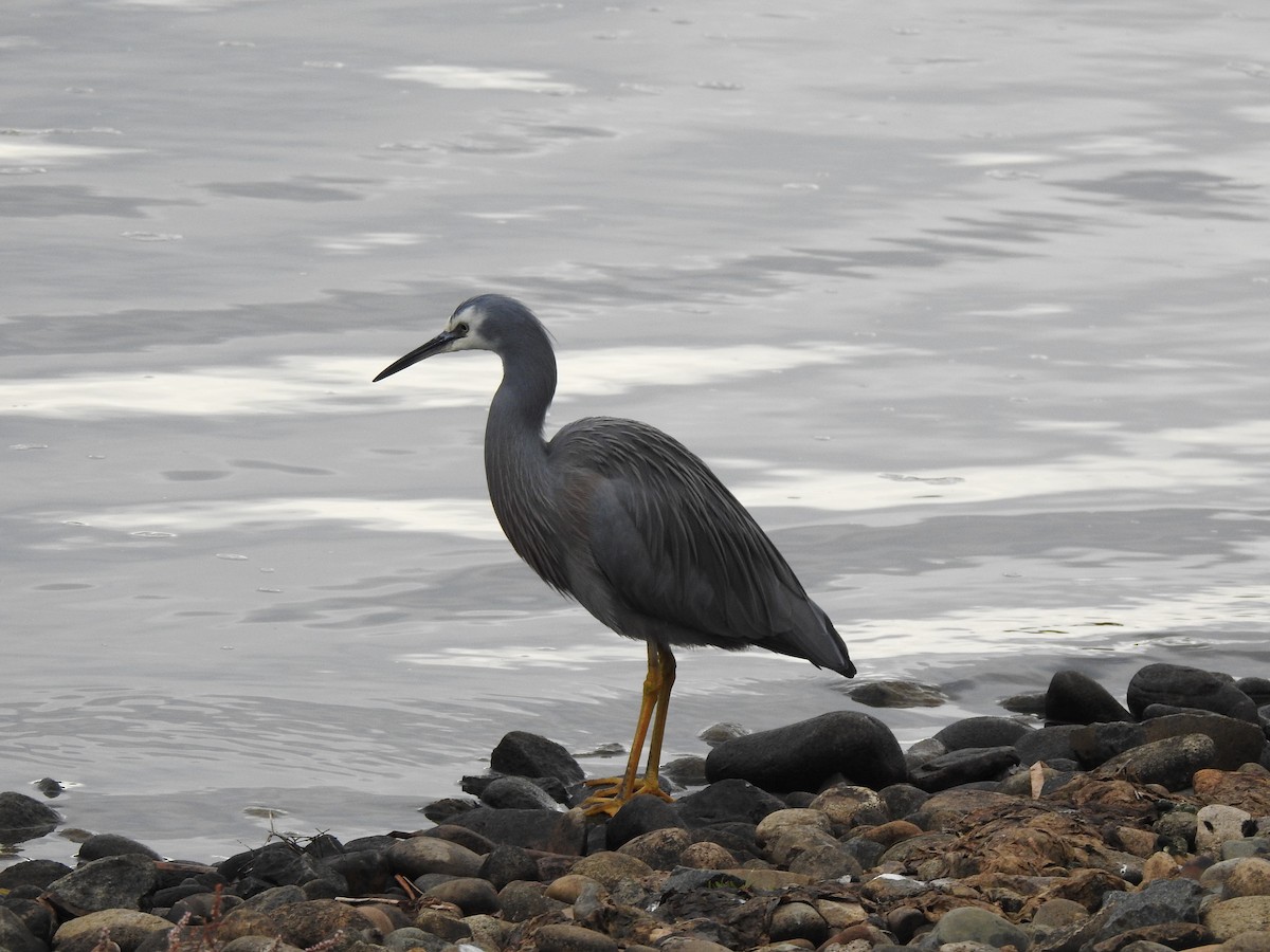 White-faced Heron - ML579917861