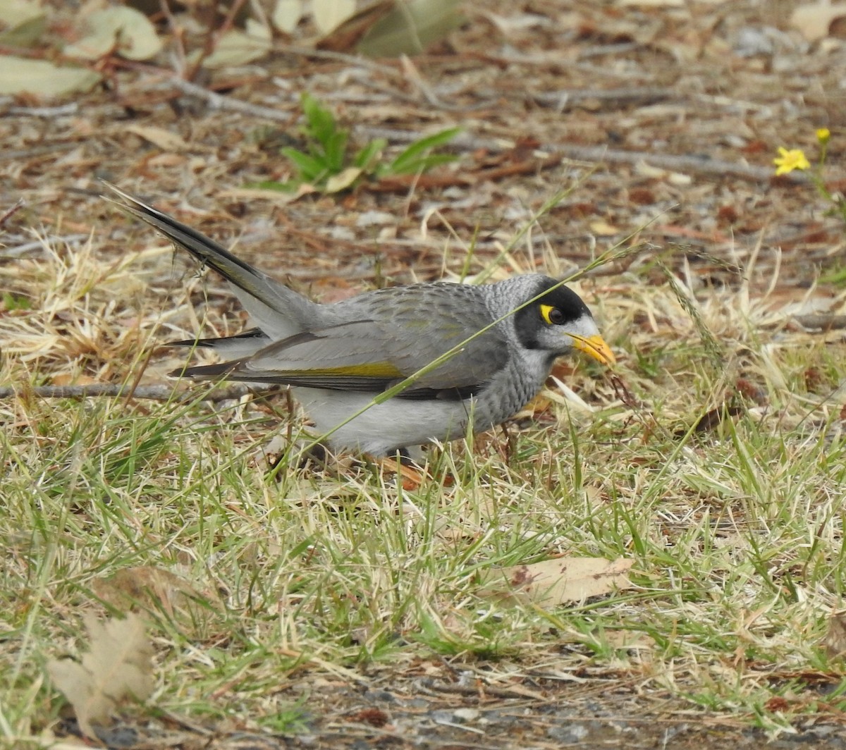 Noisy Miner - ML579917891