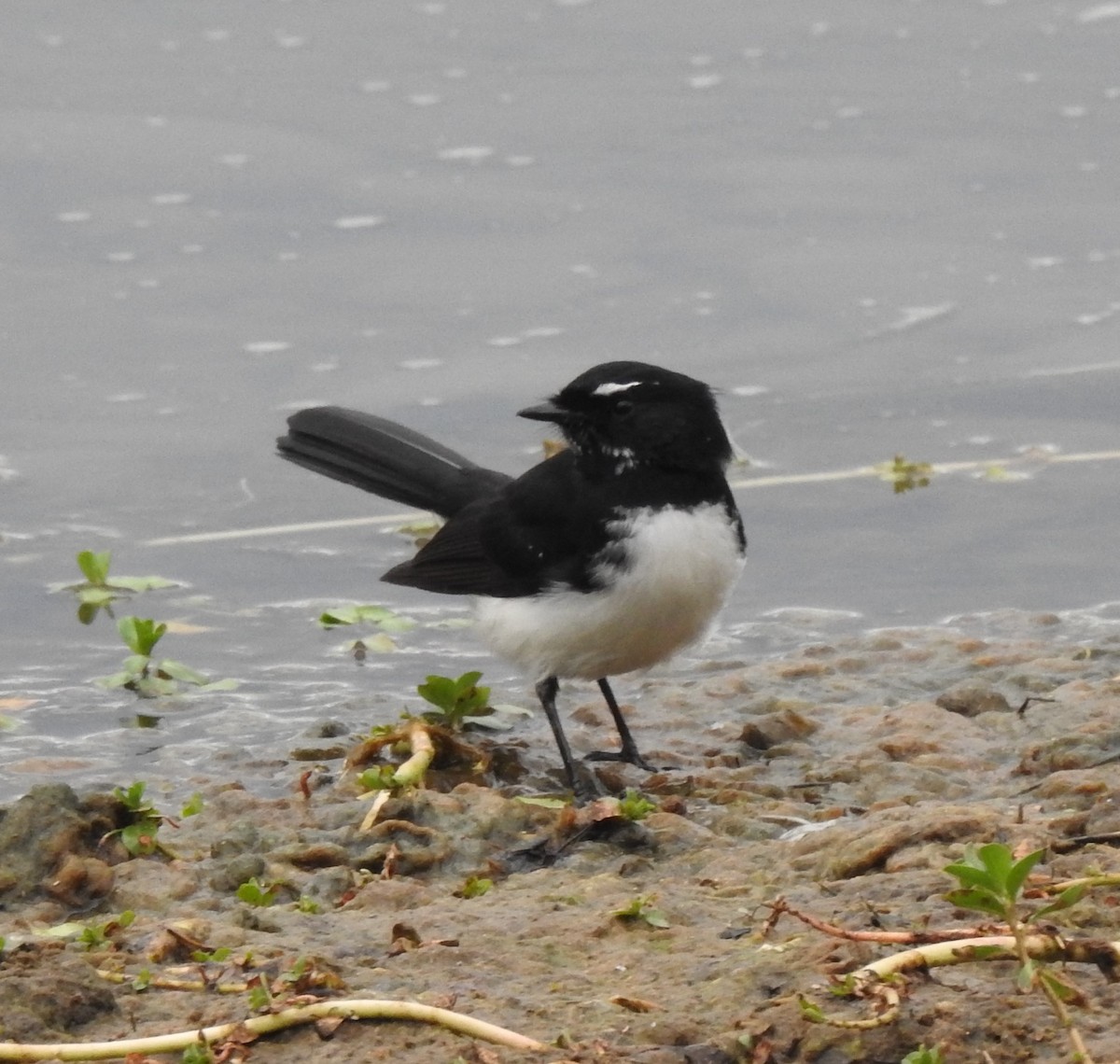 Willie-wagtail - Andrejs Medenis