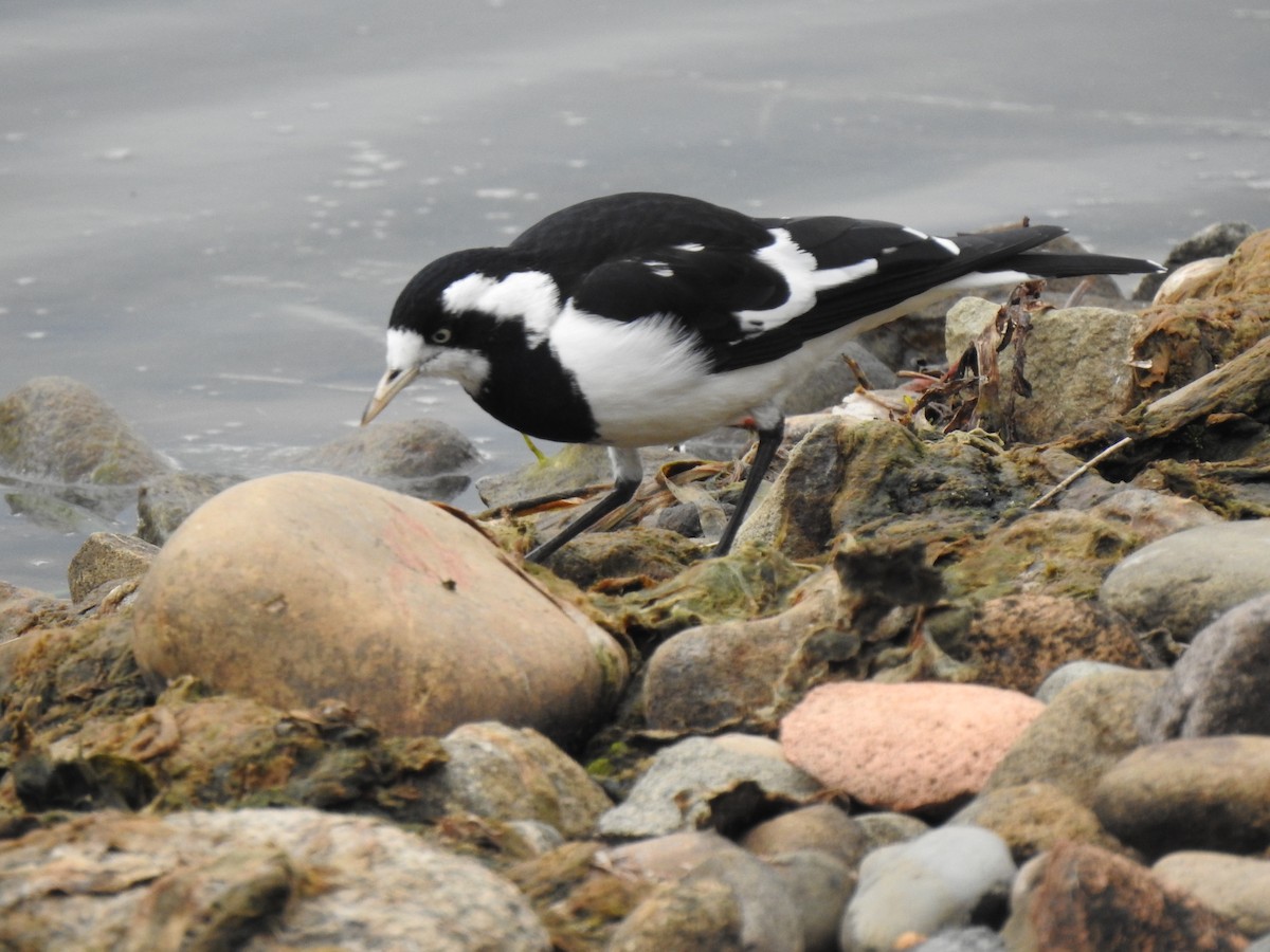 Magpie-lark - ML579917931