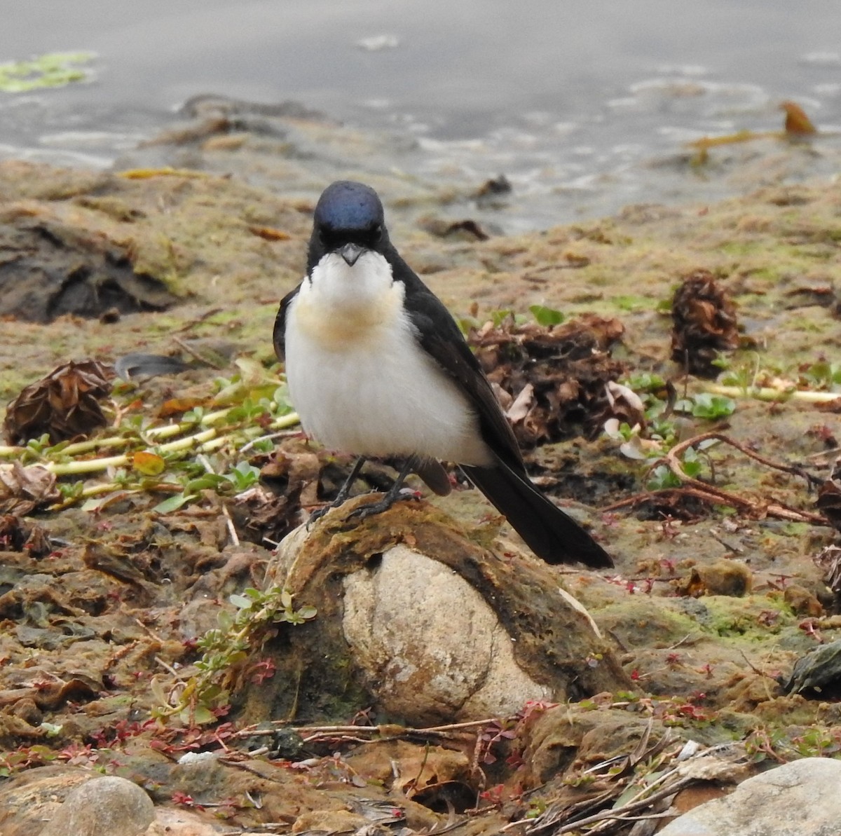 Restless Flycatcher - ML579917961