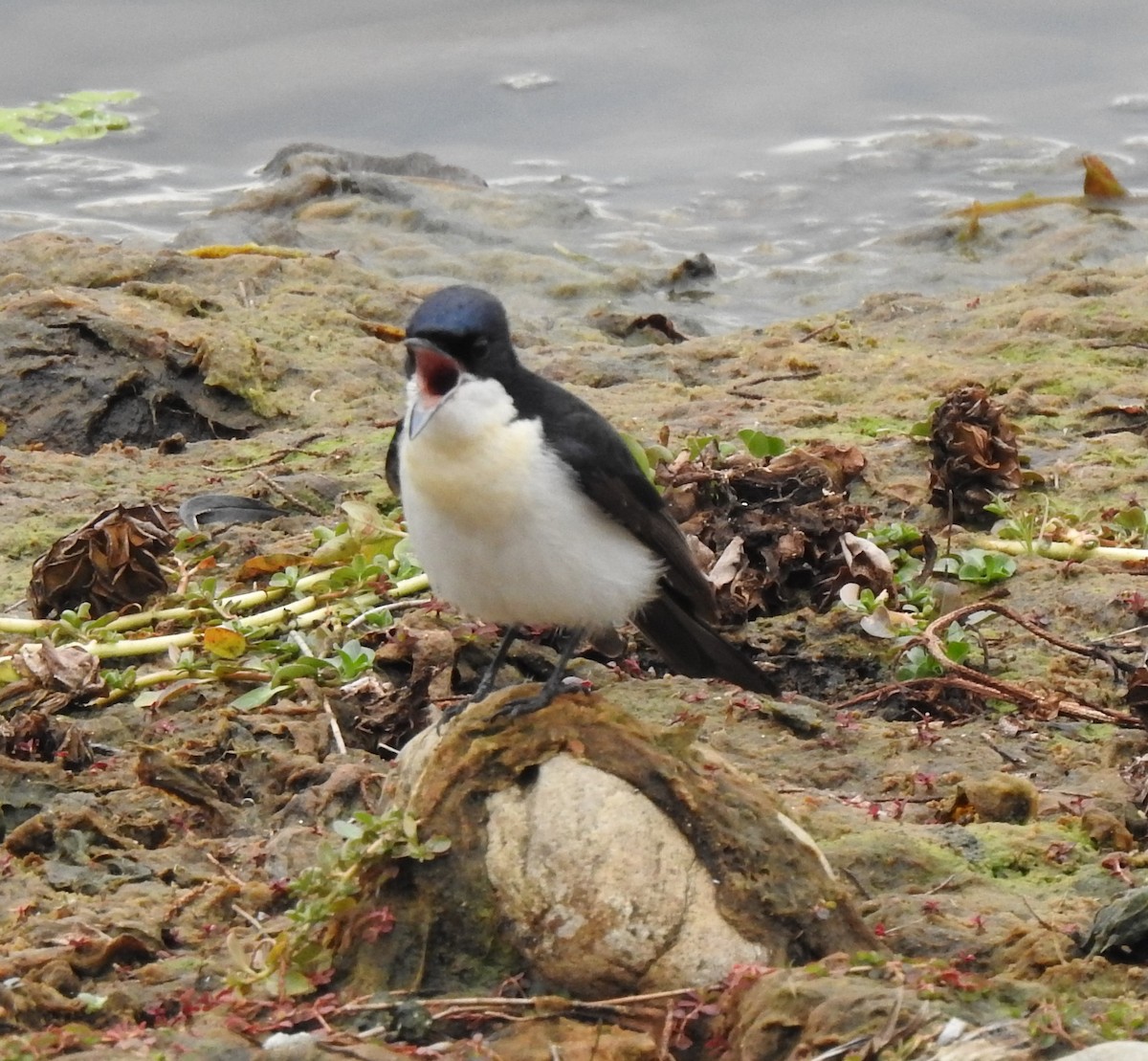 Restless Flycatcher - ML579917981
