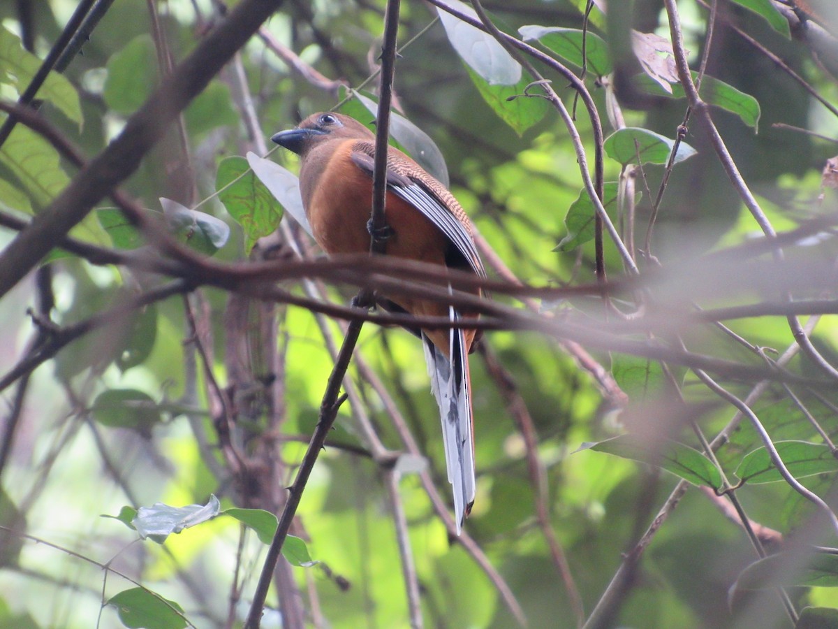 trogon indický - ML579918851