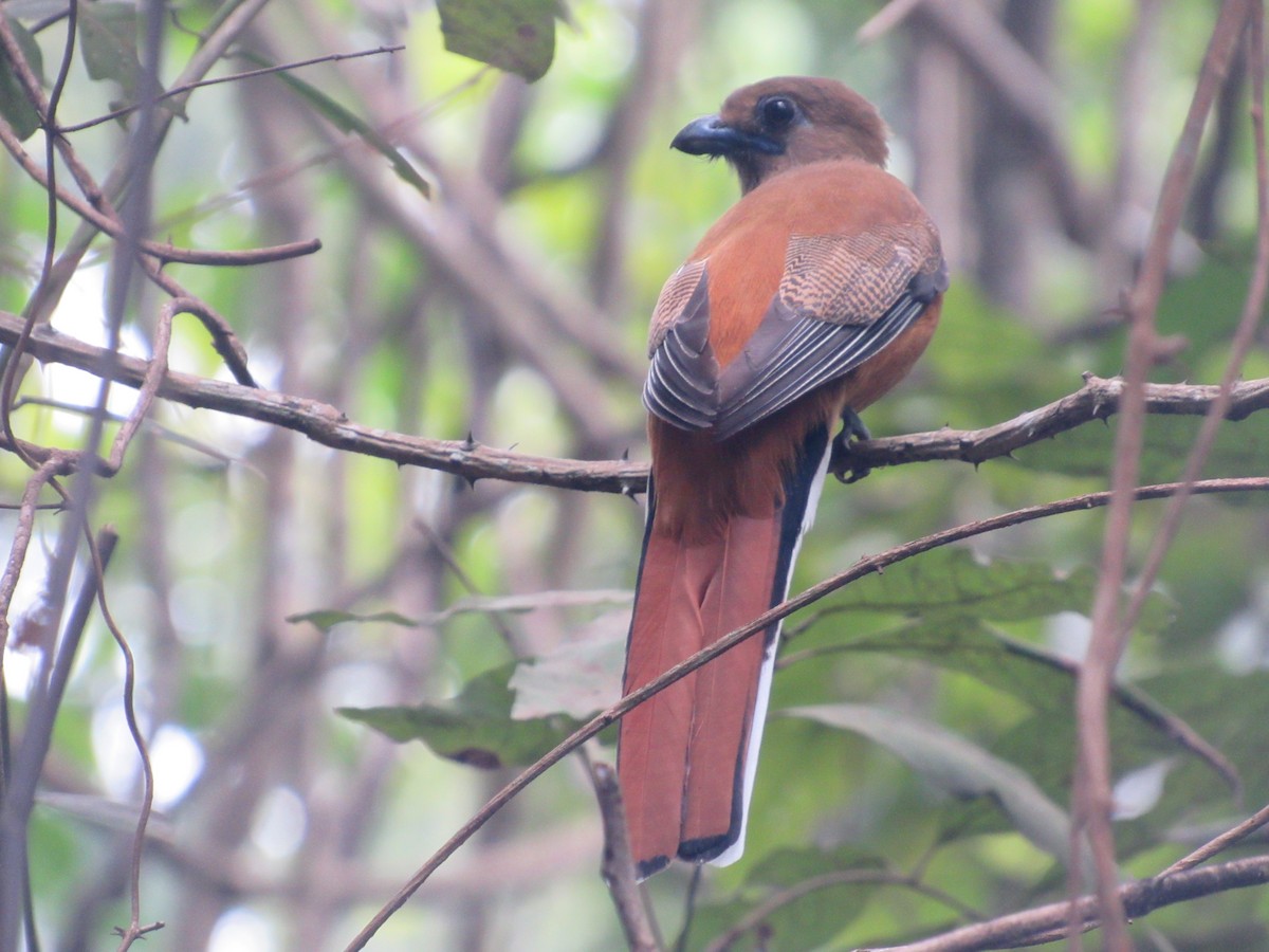 trogon indický - ML579918871