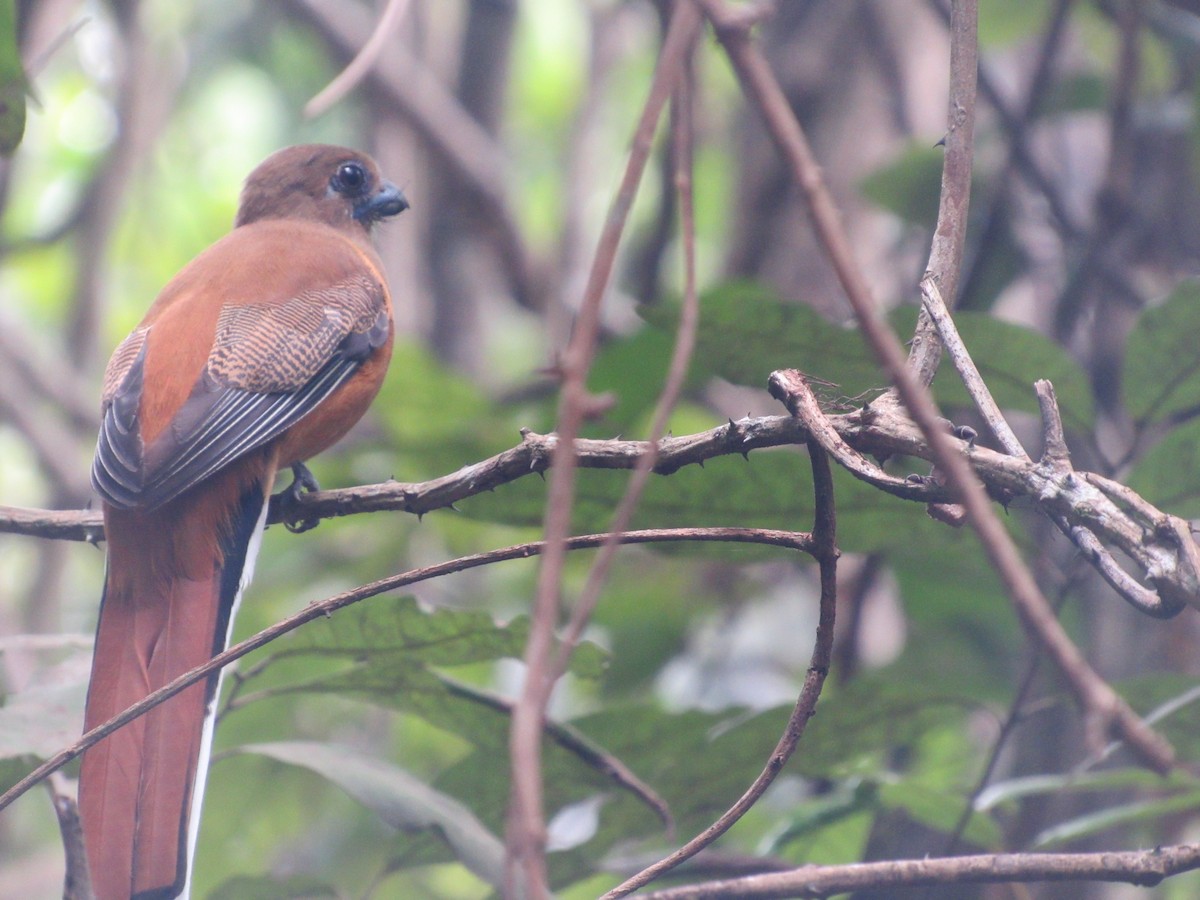 trogon indický - ML579918881