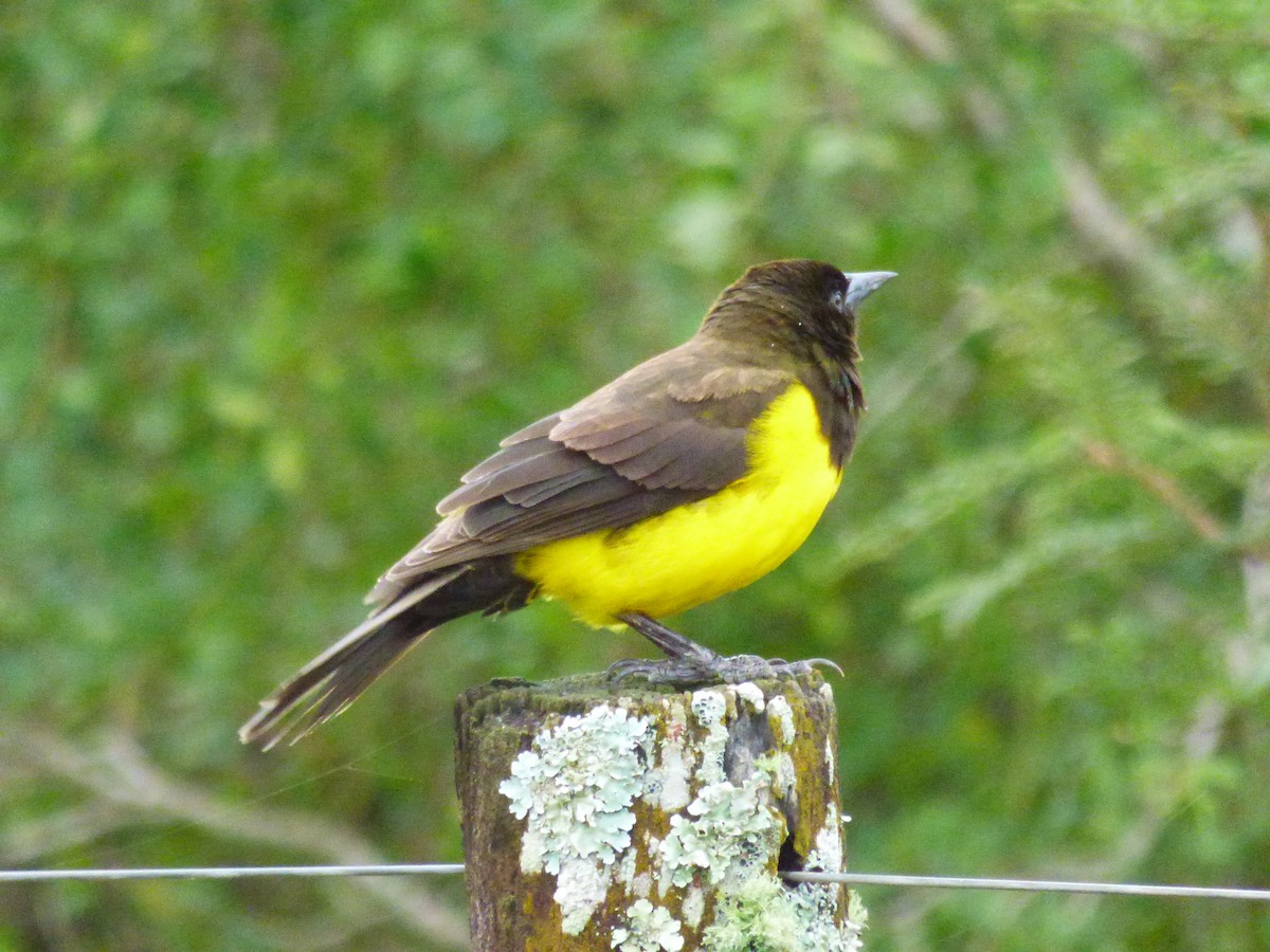 Yellow-rumped Marshbird - ML57991911