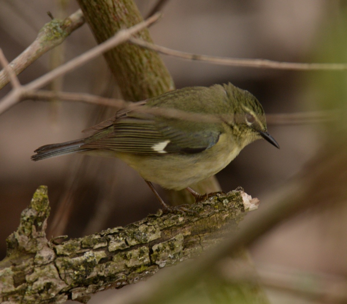 Black-throated Blue Warbler - Daniel DeLapp