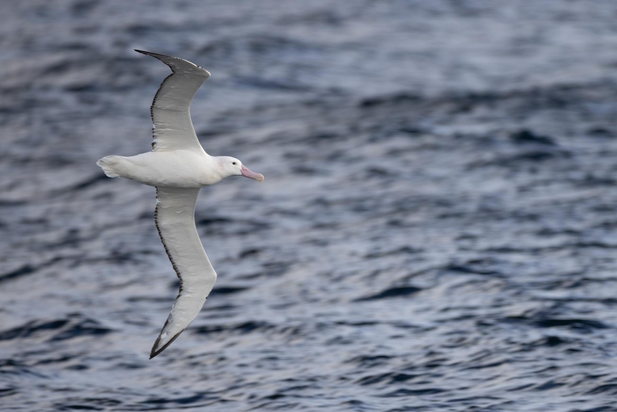 Snowy/Tristan/Antipodean Albatross - ML579921171