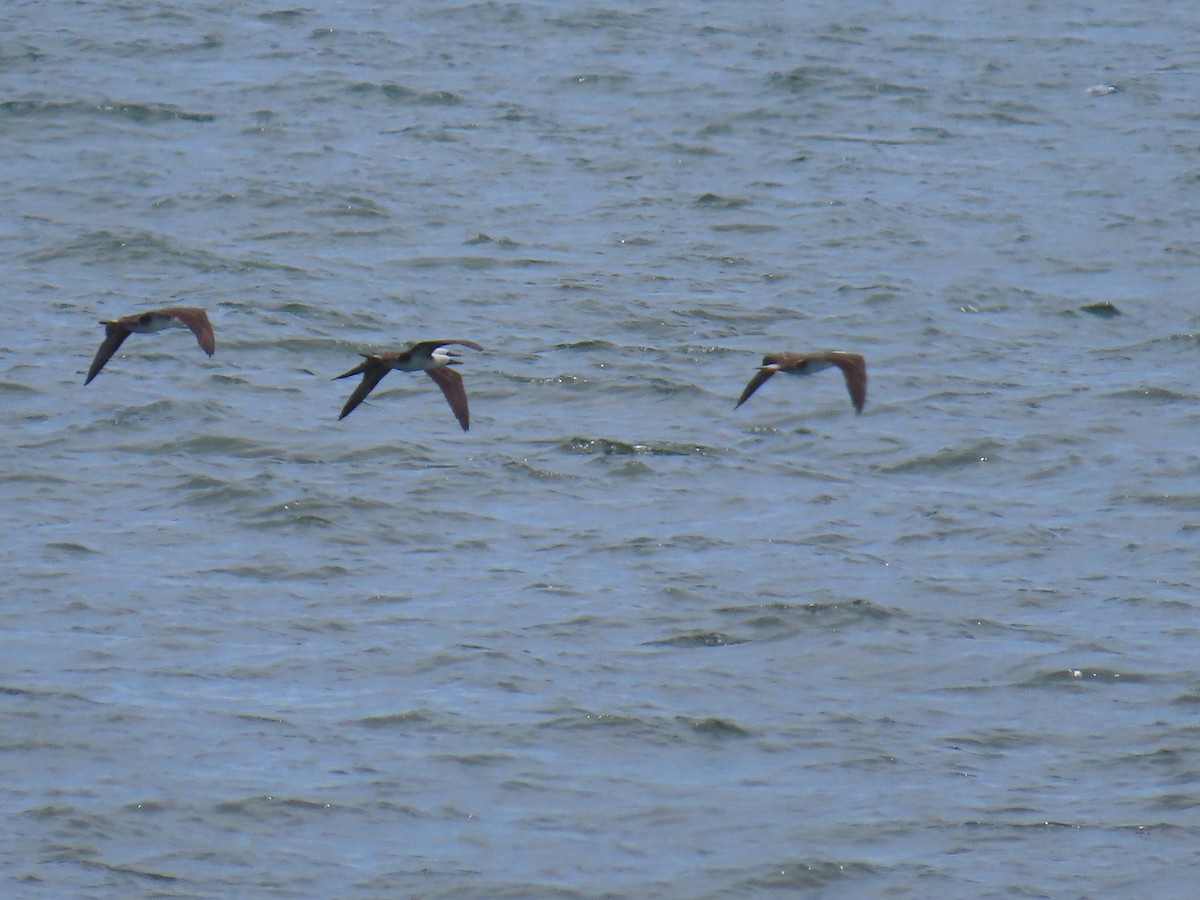 Peruvian Booby - ML579921251