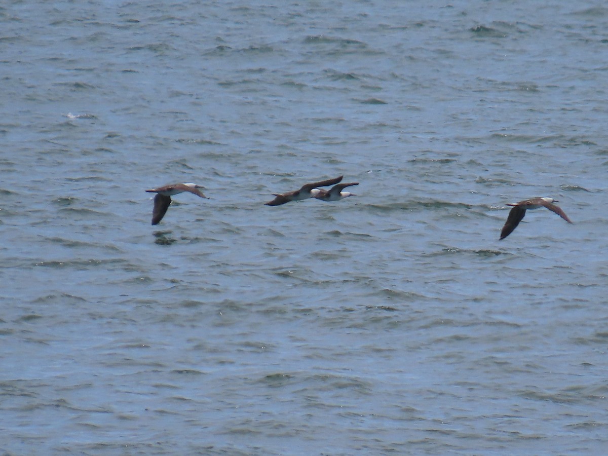 Peruvian Booby - ML579921261