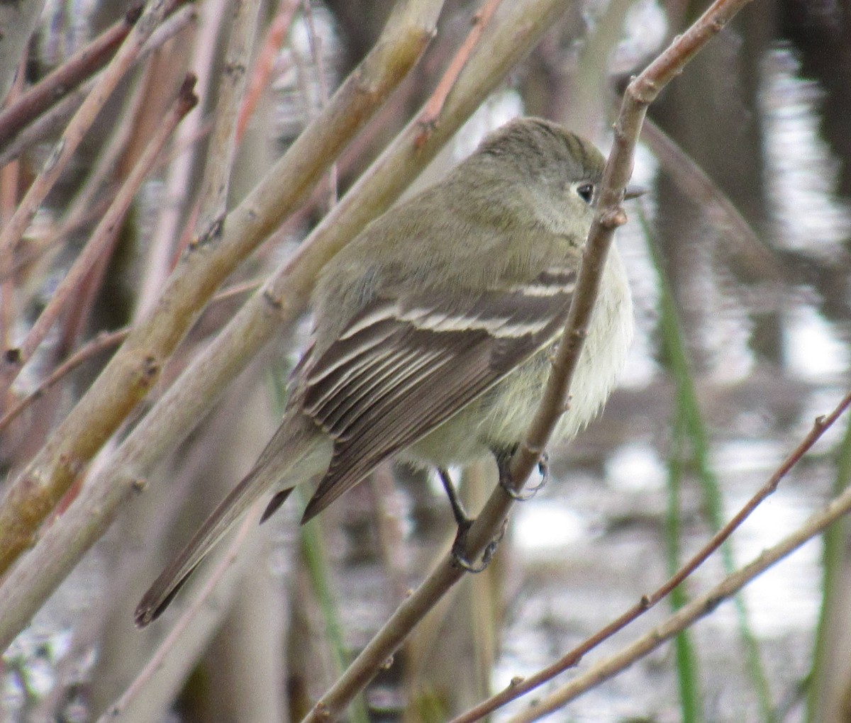 Hammond's Flycatcher - ML57992131