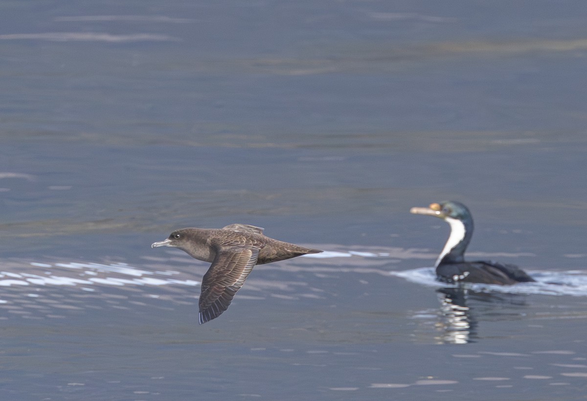 Sooty Shearwater - ML579921731