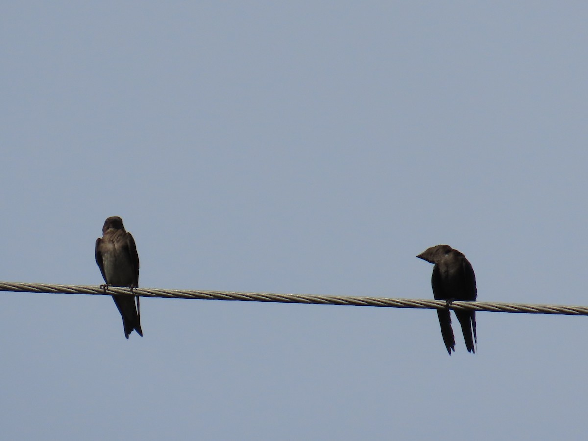 Golondrina Sureña - ML579921991