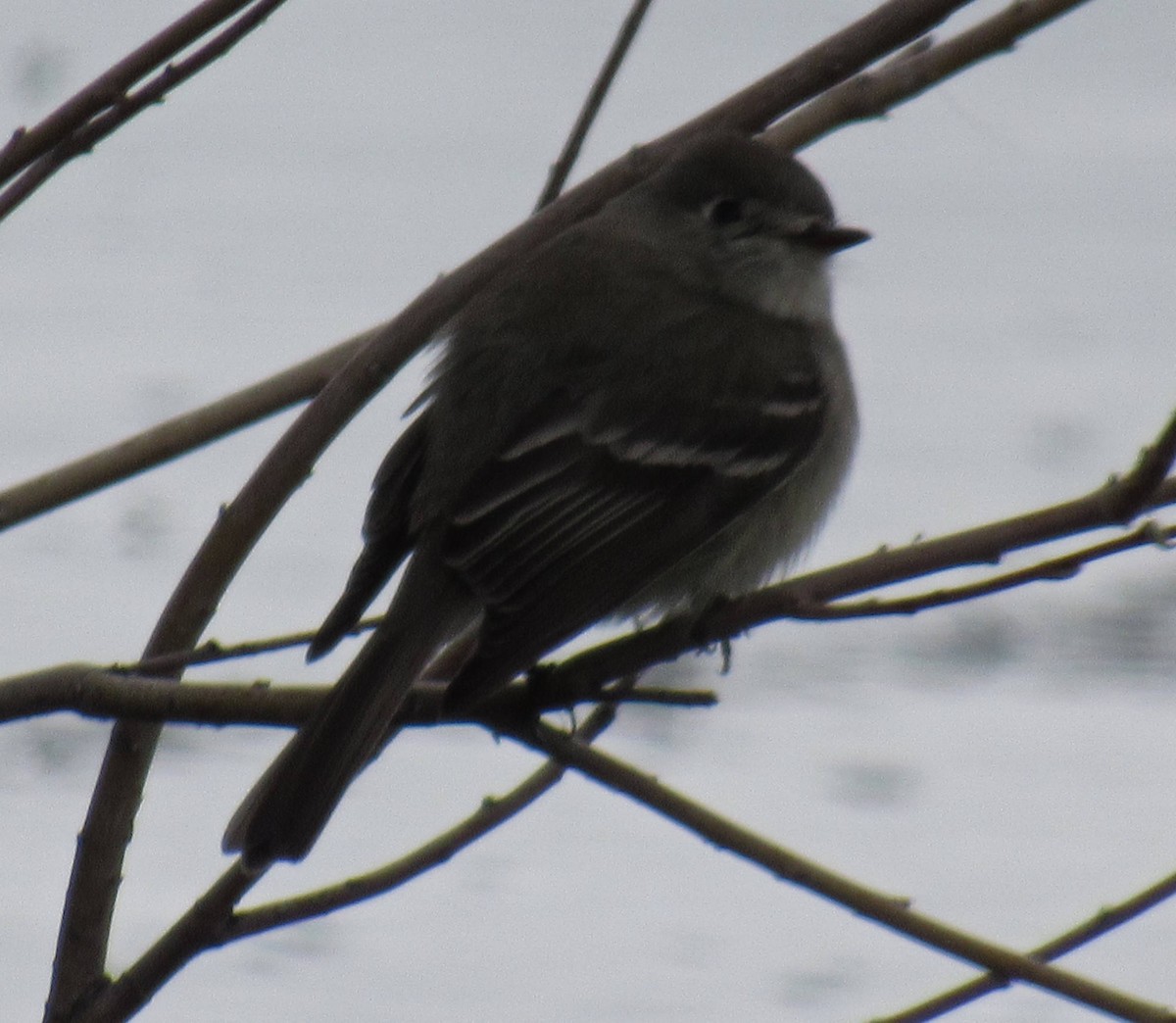 Hammond's Flycatcher - ML57992201