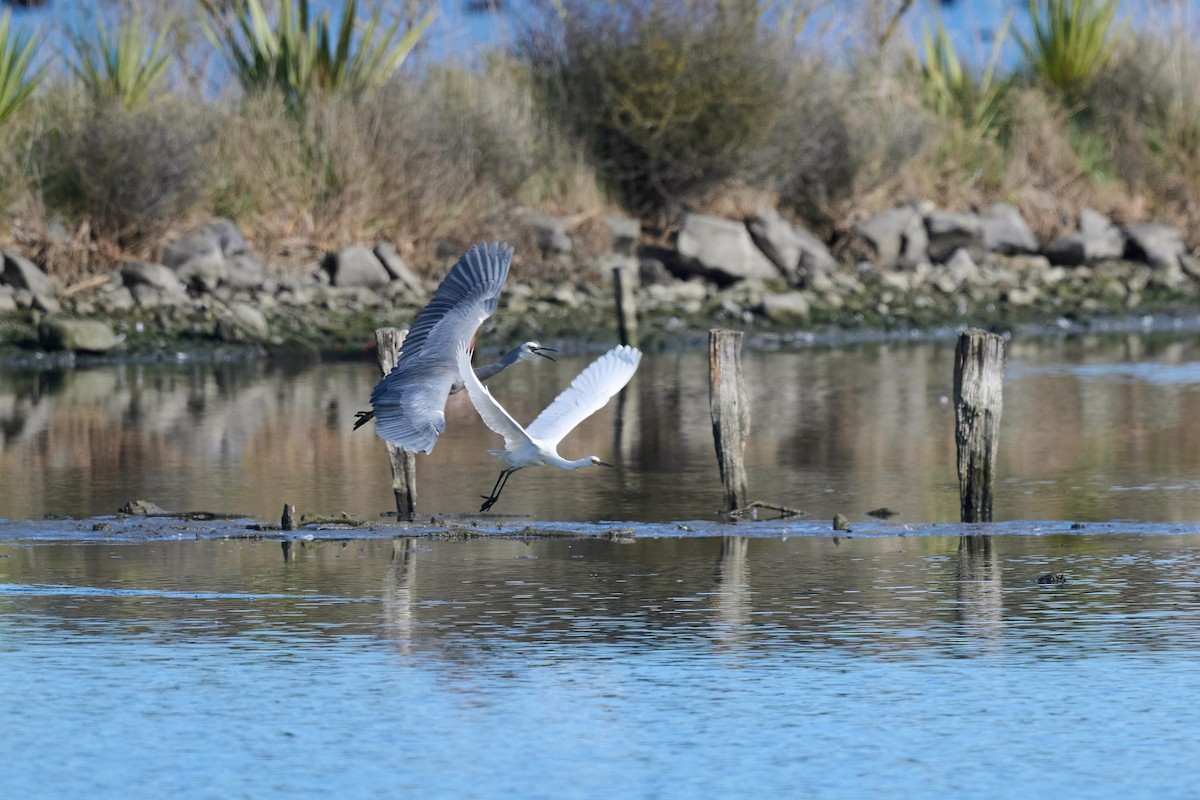 Little Egret - ML579923011