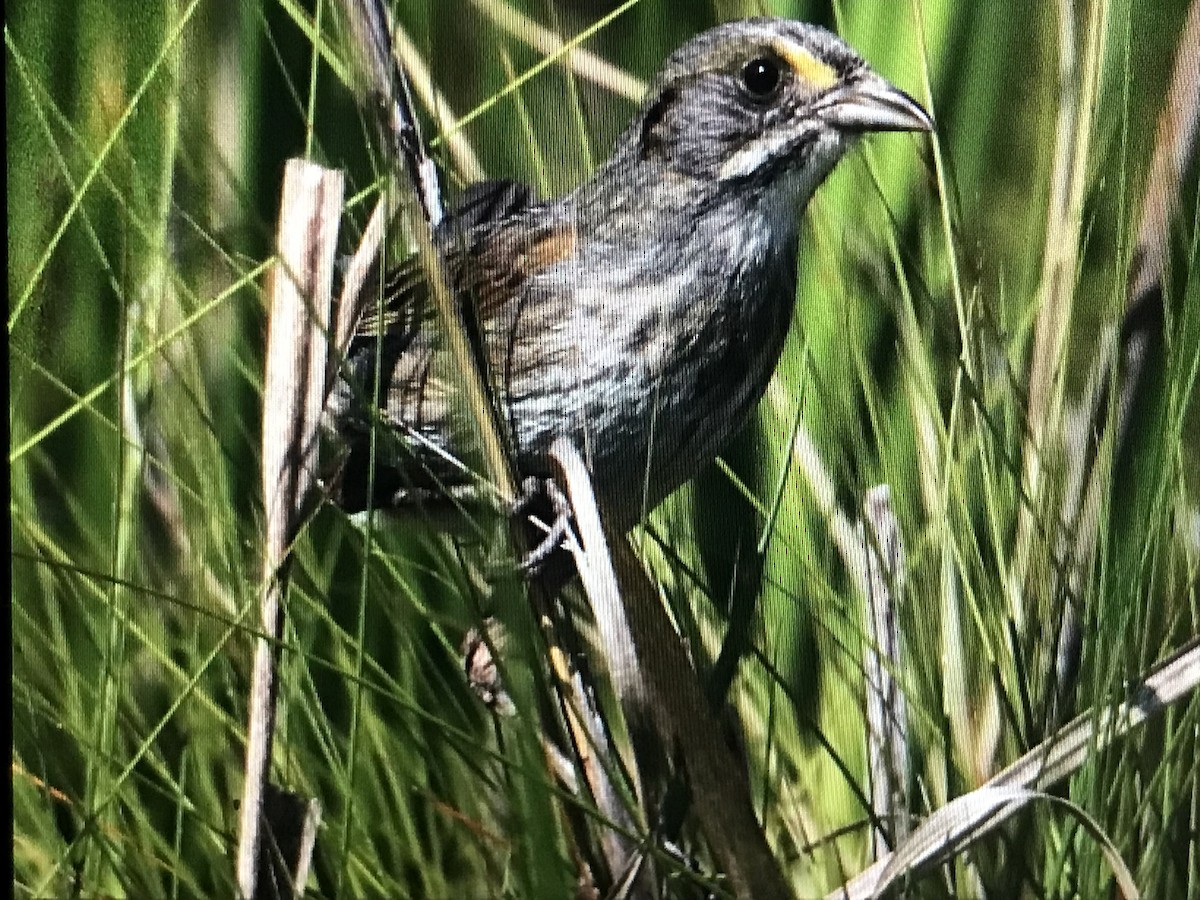 Seaside Sparrow - ML579923061