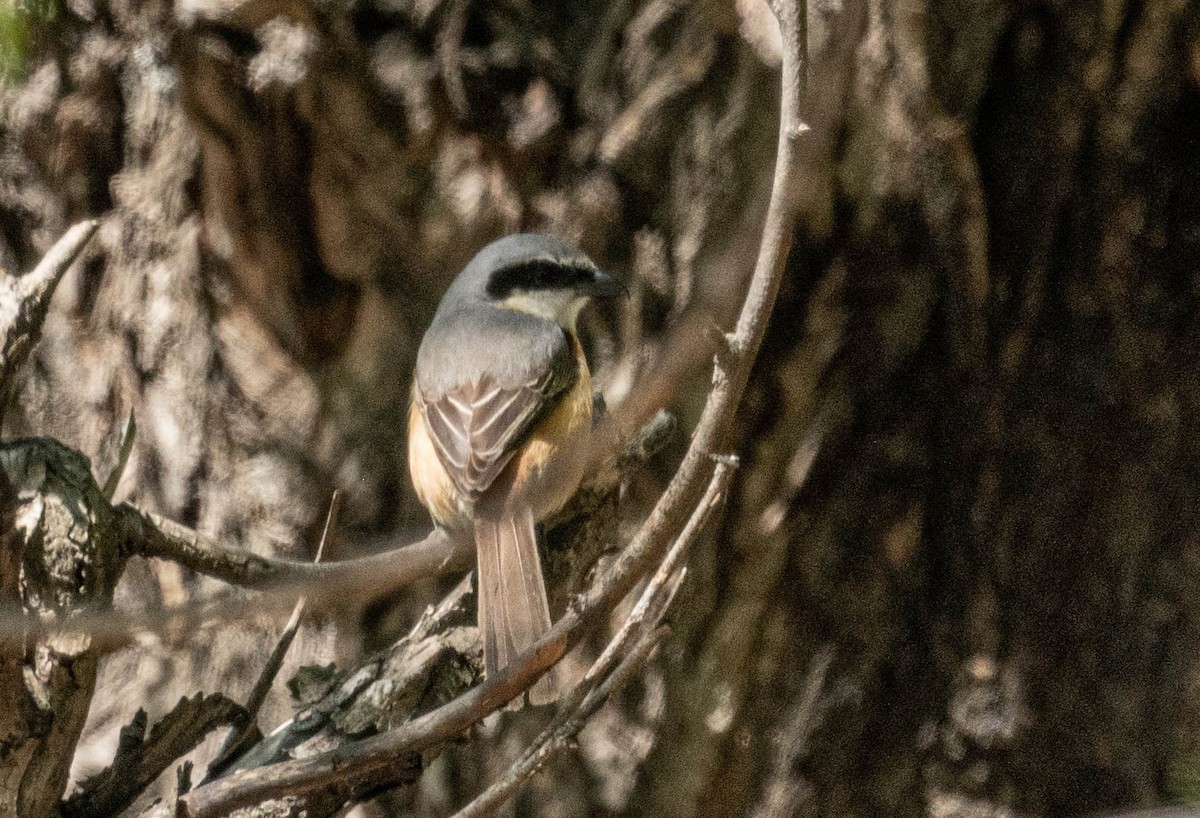 Gray-backed Shrike - ML579923361