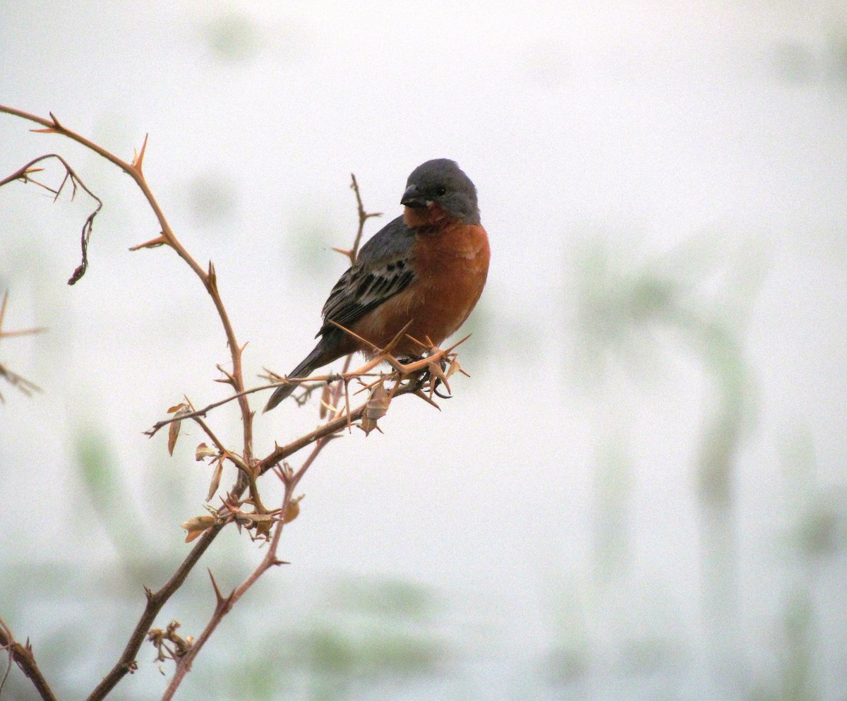 Ruddy-breasted Seedeater - ML57992341