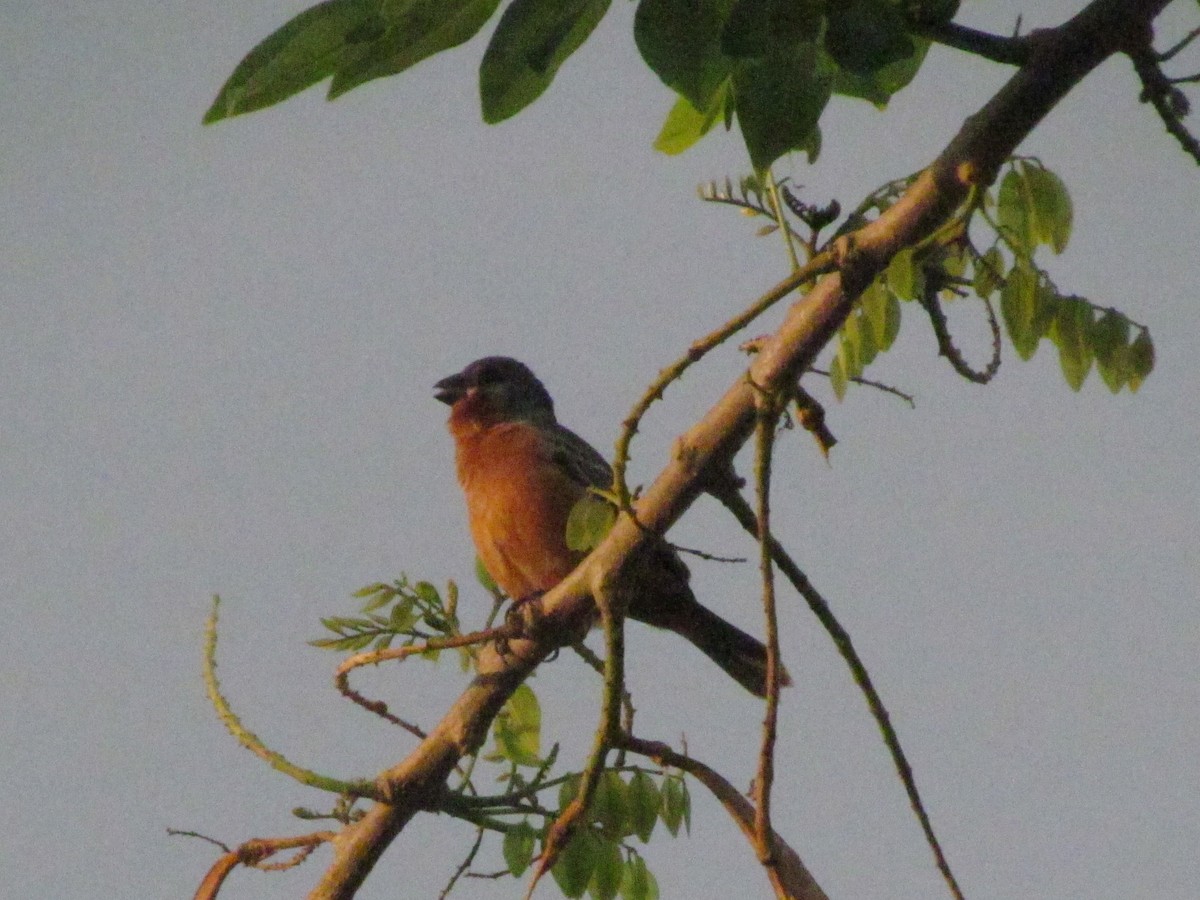 Ruddy-breasted Seedeater - ML57992361