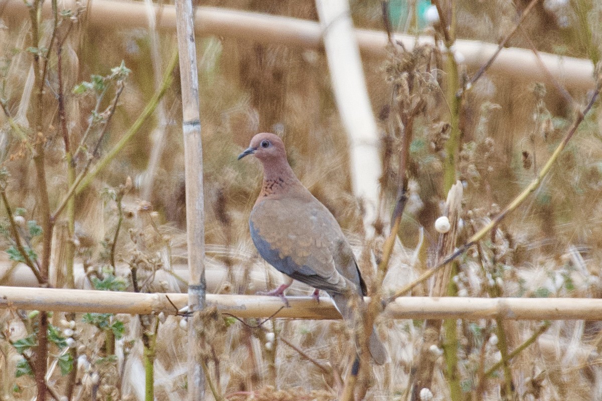 Laughing Dove - Hugo Blanco