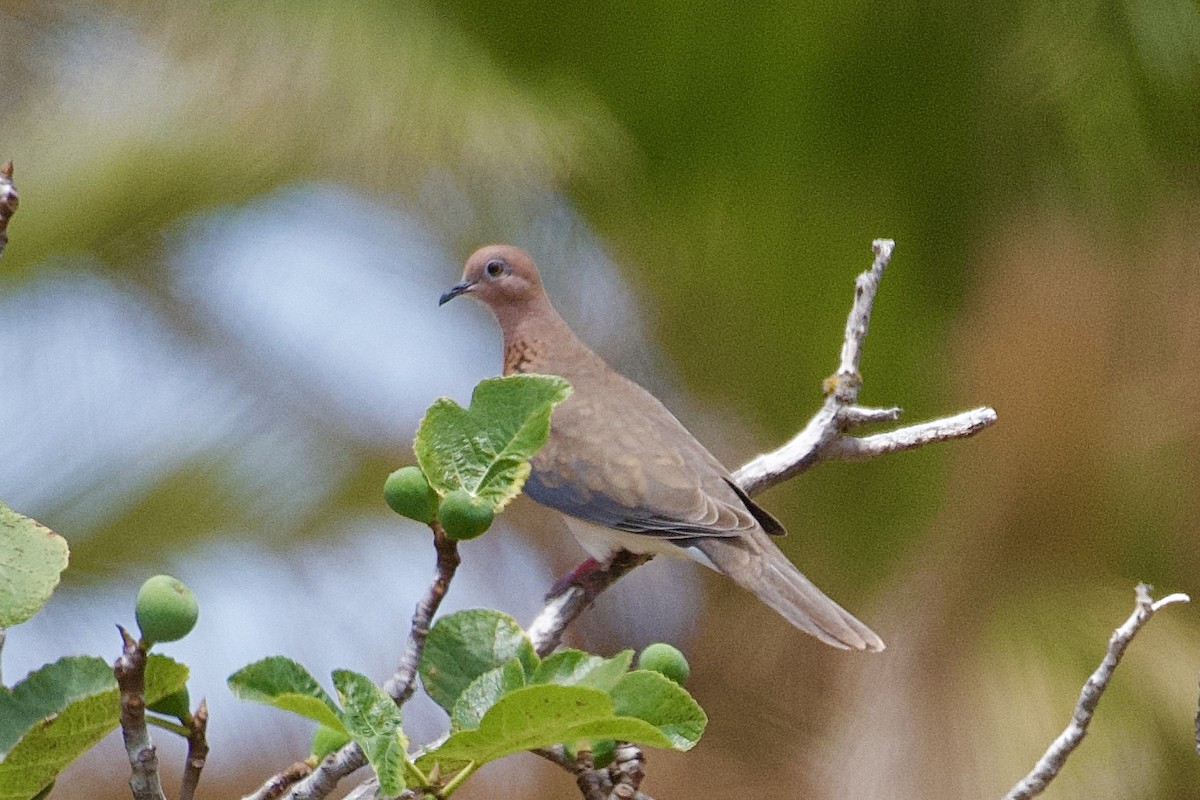 Laughing Dove - Hugo Blanco