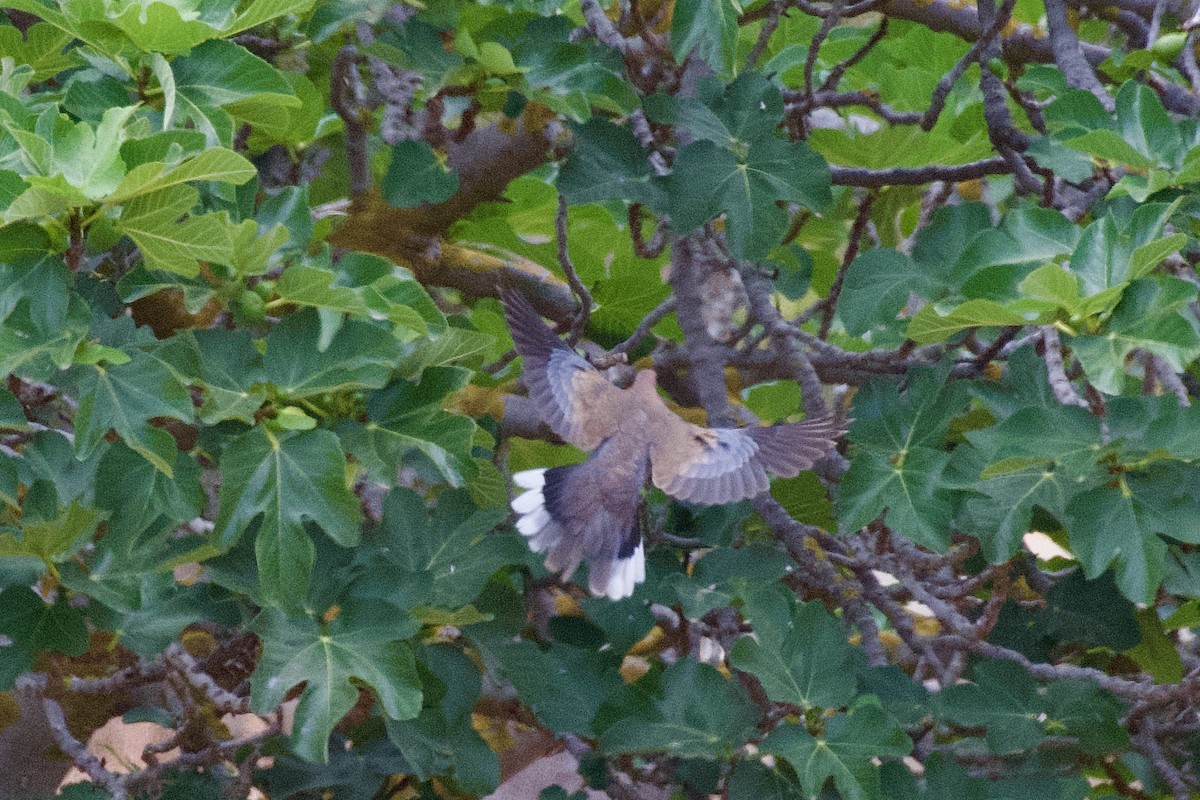 Laughing Dove - Hugo Blanco