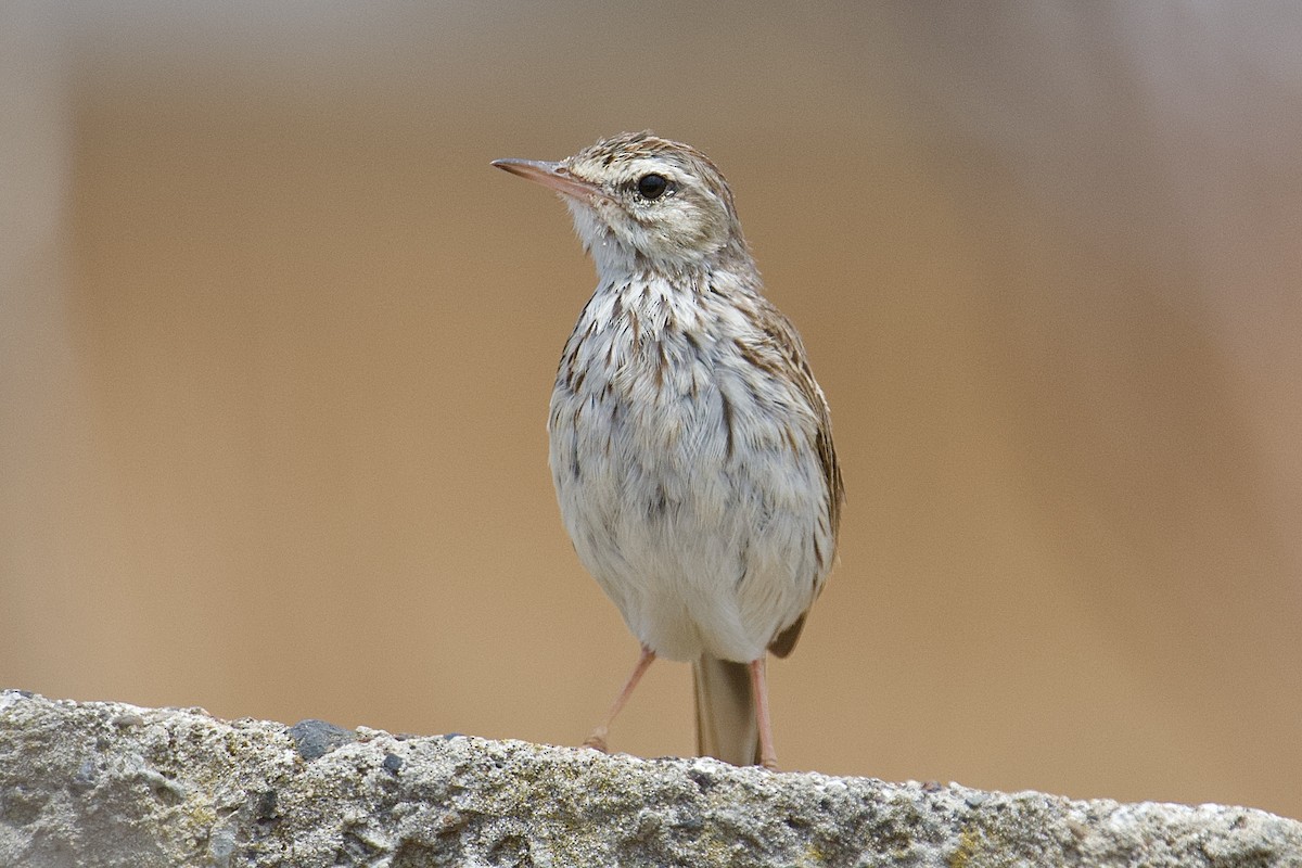 Berthelot's Pipit - Hugo Blanco