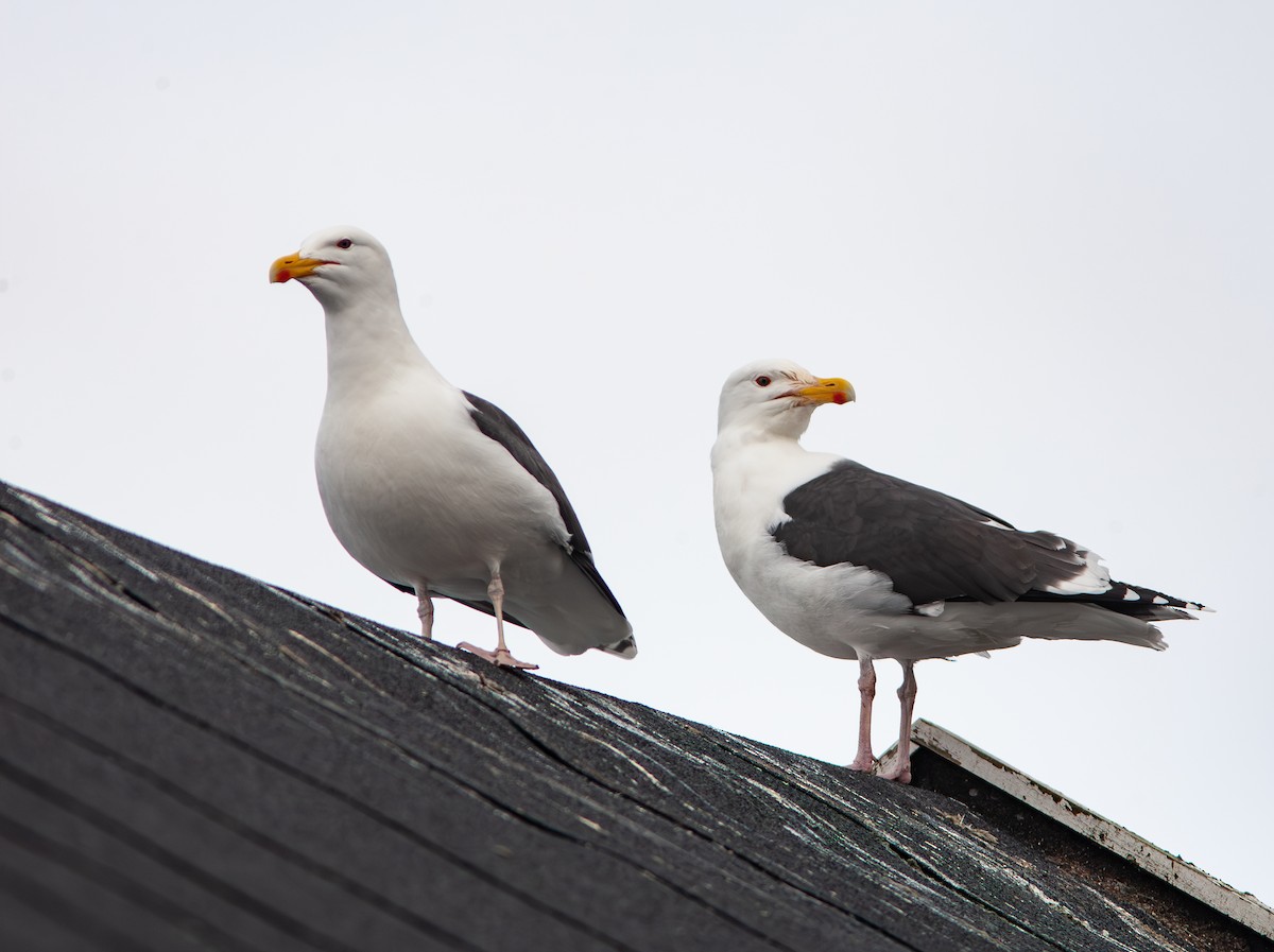 Great Black-backed Gull - Chris Jones