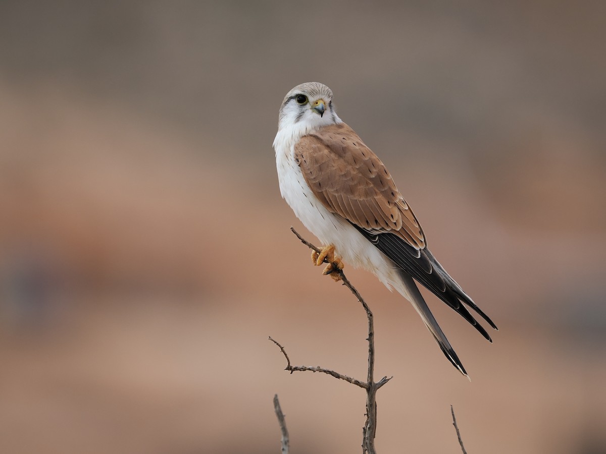 Nankeen Kestrel - ML579924301