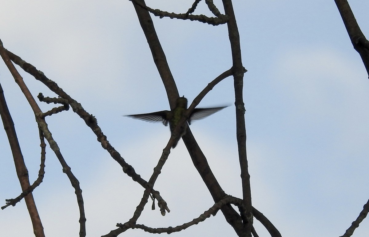 Ruby-throated Hummingbird - Noam Markus