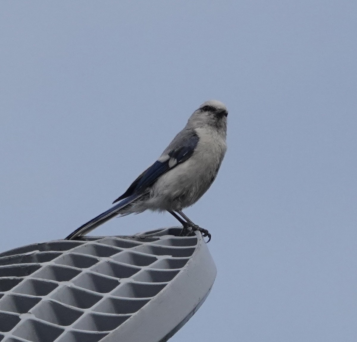 Azure Tit (Azure) - Howard Laidlaw