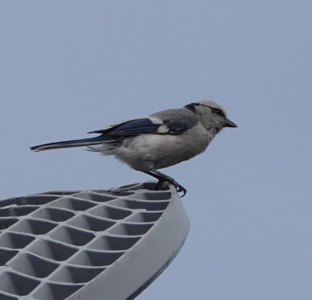 Mésange azurée (groupe cyanus) - ML579925791