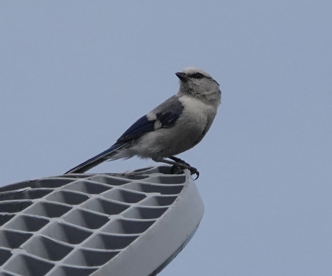 Mésange azurée (groupe cyanus) - ML579925801