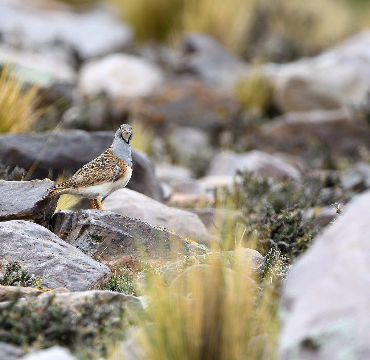 Gray-breasted Seedsnipe - ML579926071