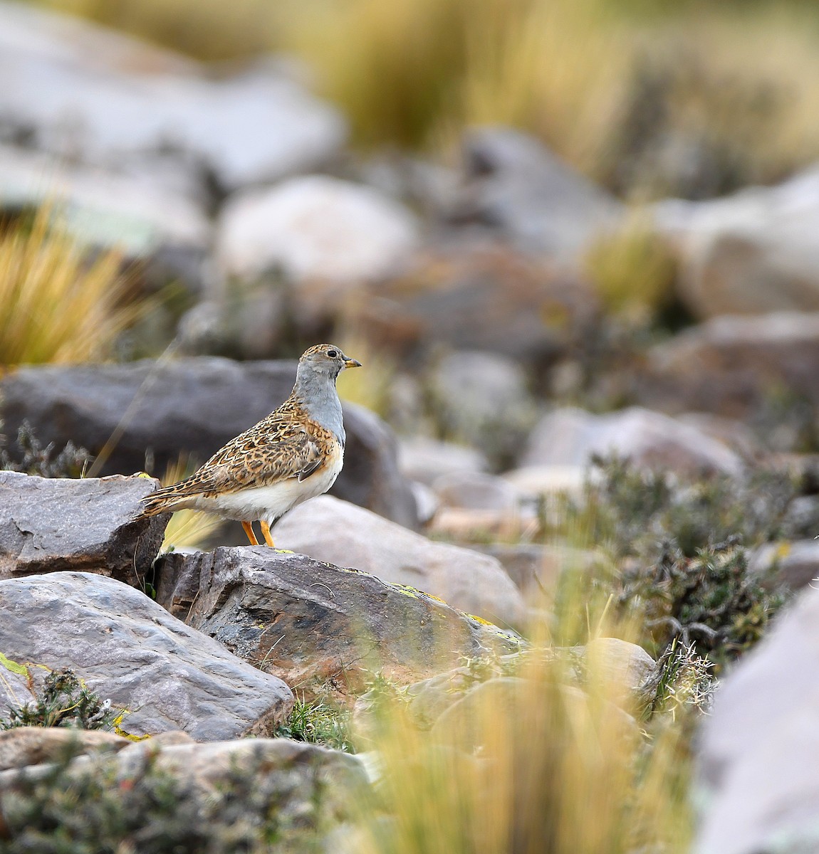 Gray-breasted Seedsnipe - ML579926081