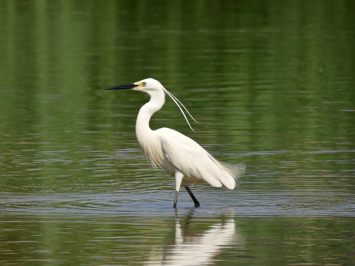 Little Egret - Yawei Zhang