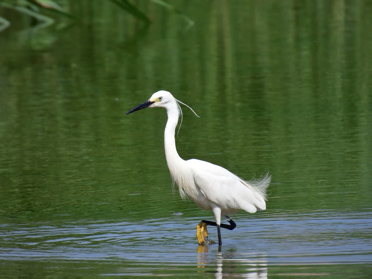 Little Egret - Yawei Zhang