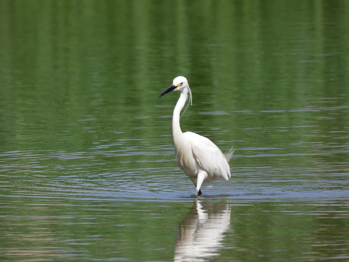 Little Egret - Yawei Zhang