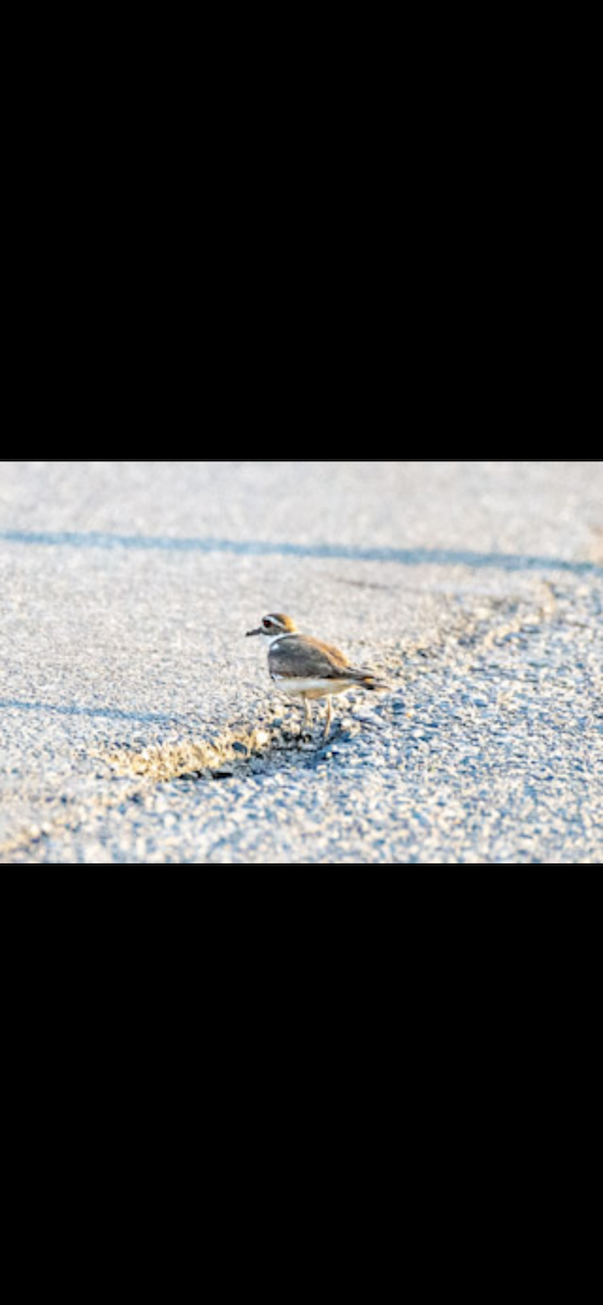 Killdeer - ML579928721