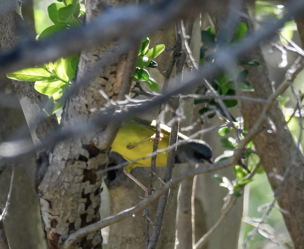 MacGillivray's/Mourning Warbler - ML579928811