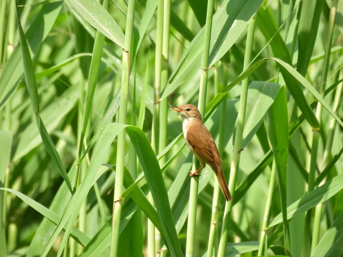 Blunt-winged Warbler - Yawei Zhang