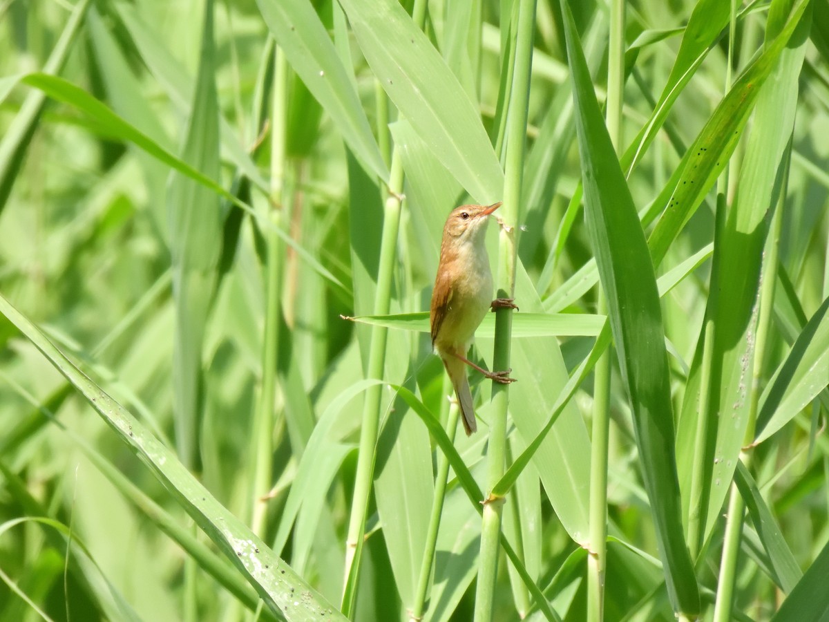 Blunt-winged Warbler - Yawei Zhang