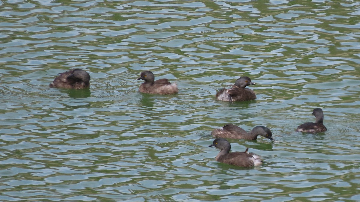 Least Grebe - ML579929981