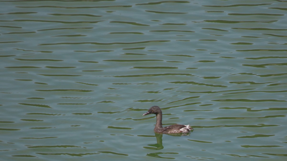 Least Grebe - ML579929991